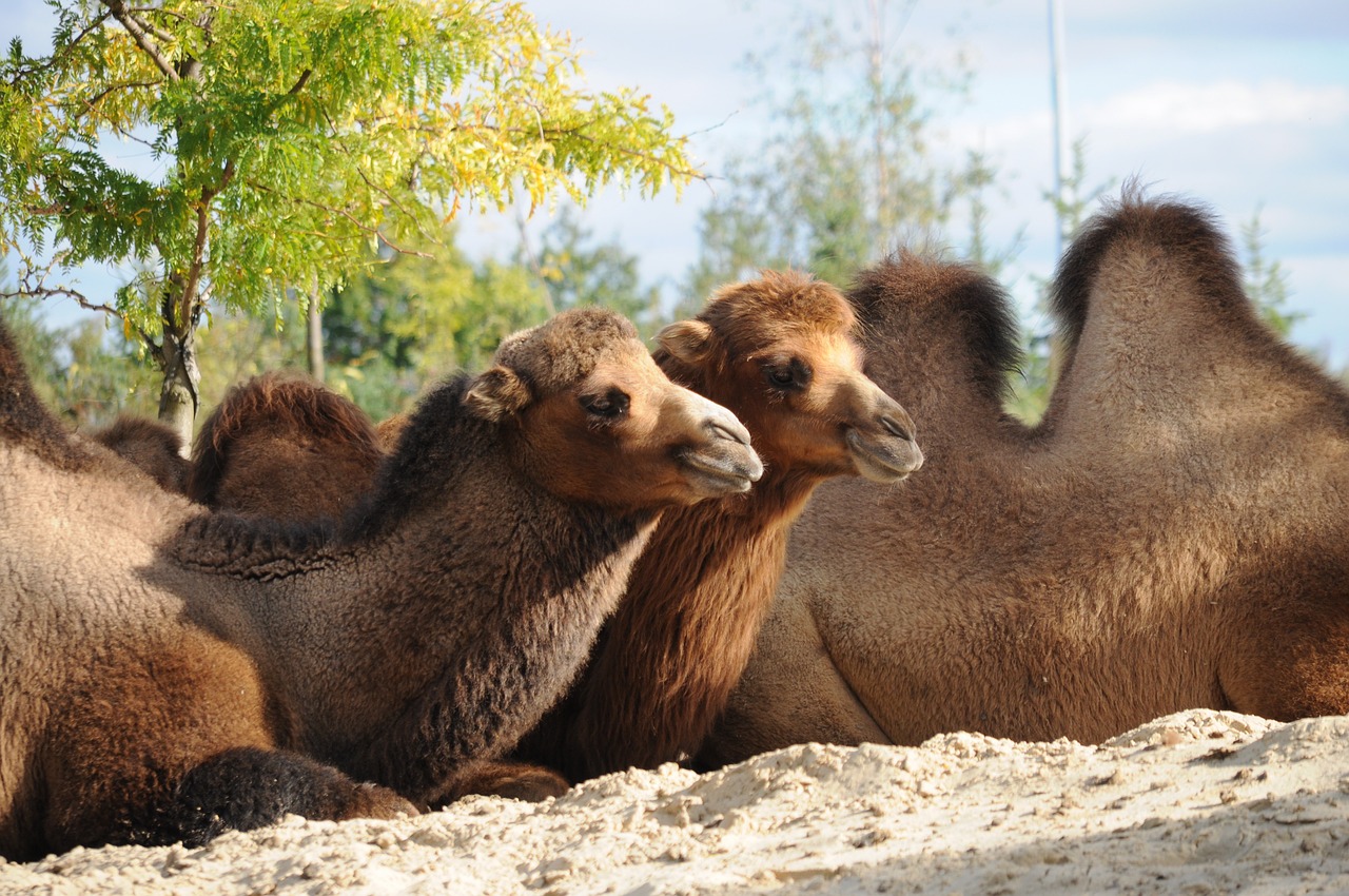 Pushkar Camel Fair - Rajasthan's Vibrant Cultural Extravaganza